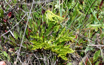 Sceptridium schaffneri