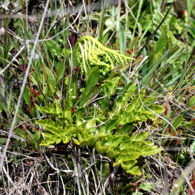 IMG_9169 (Sceptridium schaffneri)