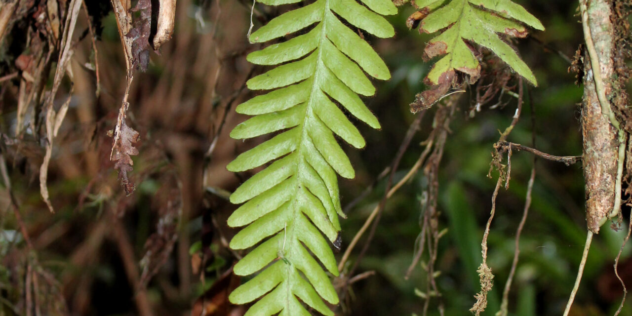 Zygophlebia mathewsii