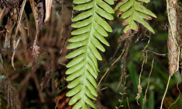 Zygophlebia mathewsii