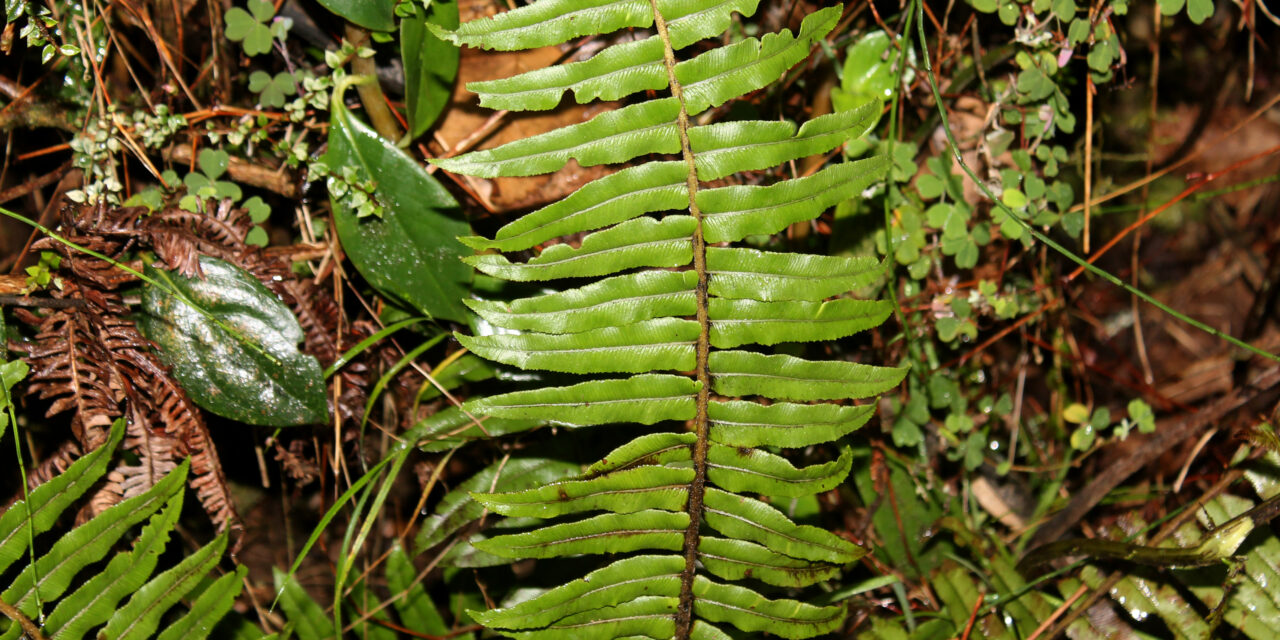 Cranfillia caudata