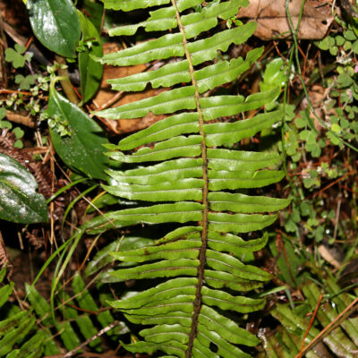 IMG_9371 2 (Cranfillia caudata)