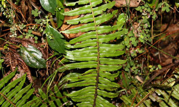 Cranfillia caudata