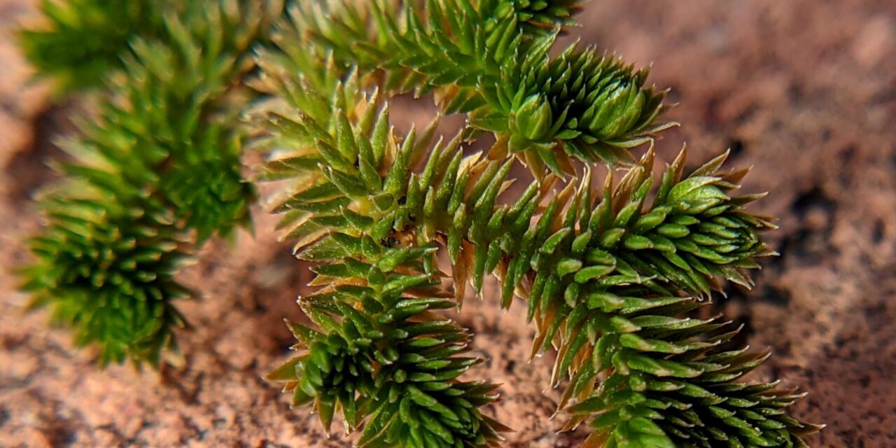 Selaginella arizonica