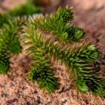 Selaginella arizonica