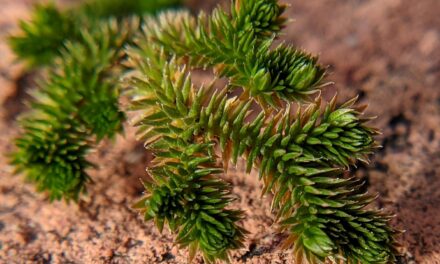 Selaginella arizonica