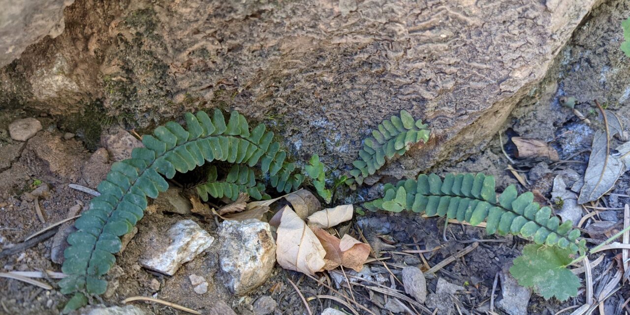 Asplenium resiliens