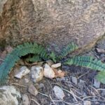 Asplenium resiliens