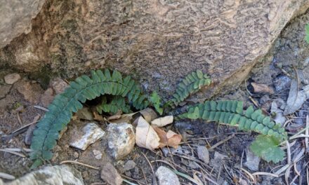 Asplenium resiliens