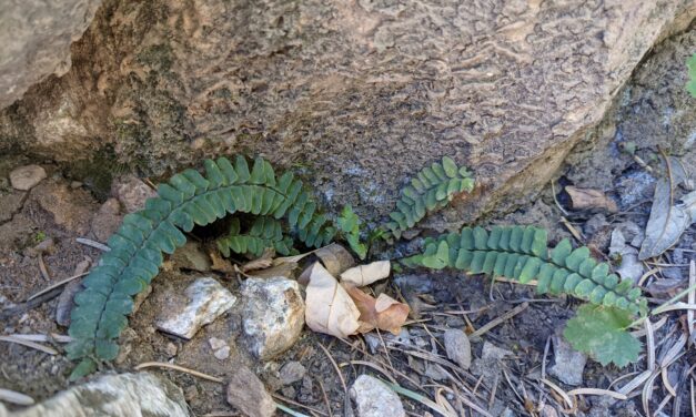 Asplenium resiliens