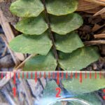 Blackstem Spleenwort – Asplenium resiliens – Aspleniaceae – Huachuca Mountains – Miller Canyon Trail (7) (Asplenium resiliens)