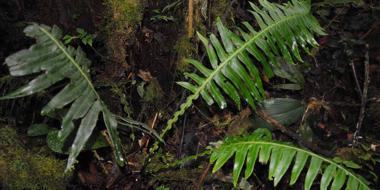 Austroblechnum divergens