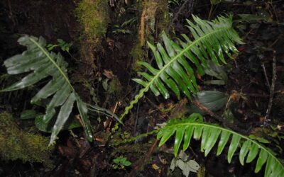 Austroblechnum divergens