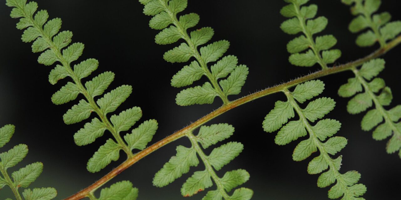 Paesia glandulosa