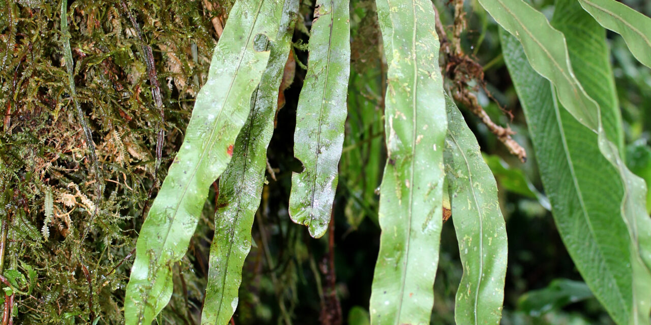 Elaphoglossum burchellii