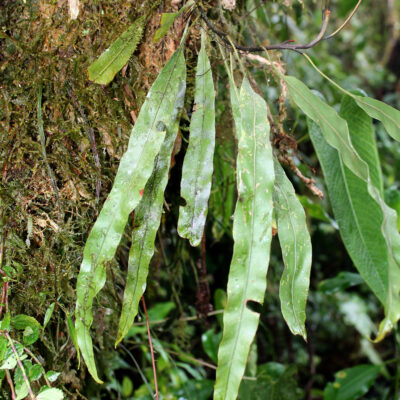 IMG_0269 (Elaphoglossum burchellii)
