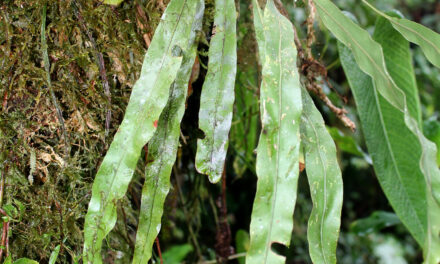 Elaphoglossum burchellii