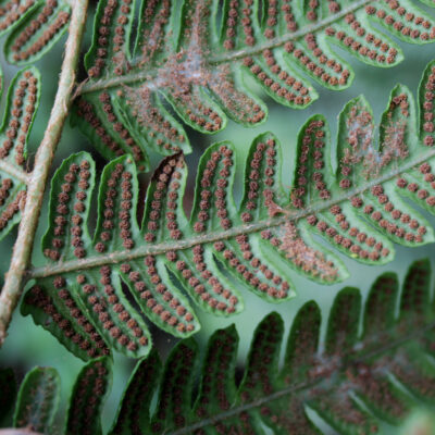 IMG_1666 (Ctenitis submarginalis)