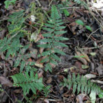 IMG_1668 (Polystichum filiorum)