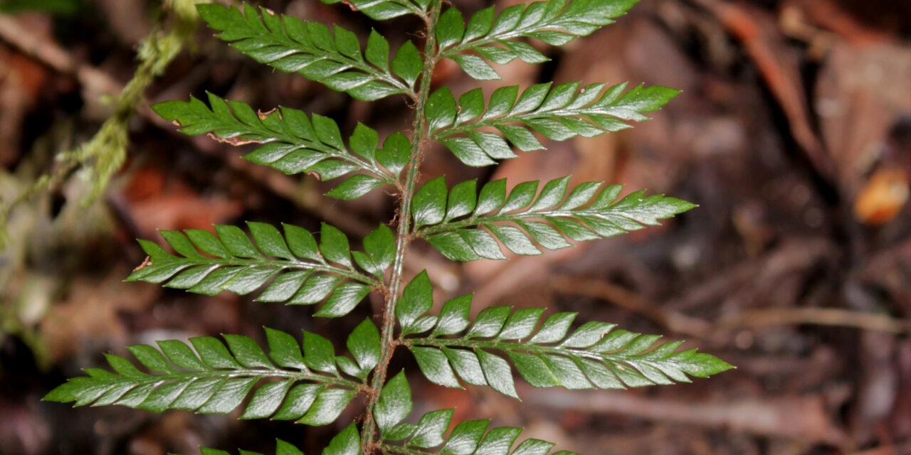 Polystichum filiorum