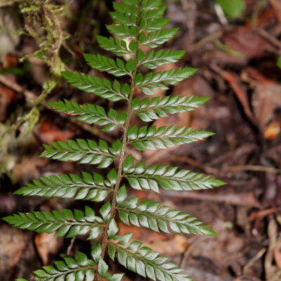 IMG_1670 (Polystichum filiorum)