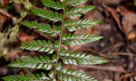 Polystichum filiorum