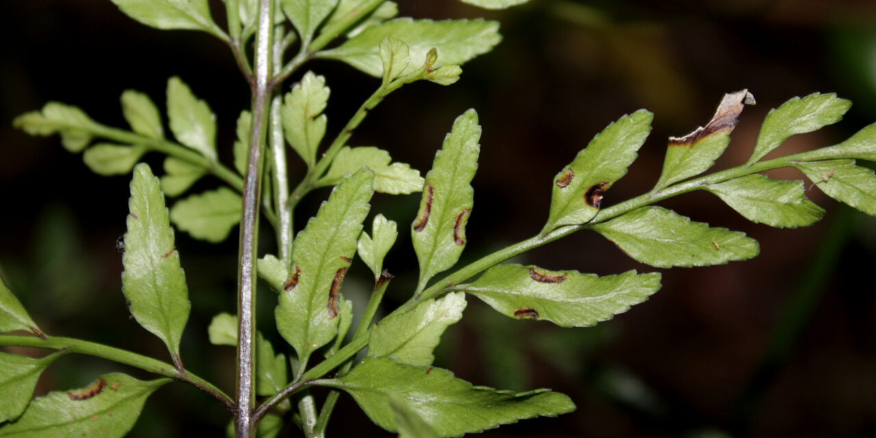 Pteris hexagona