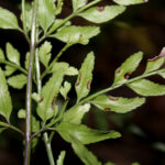 Pteris hexagona