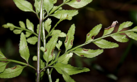 Pteris hexagona