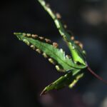 Doryopteris triphylla