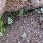 Myriopteris sp – Catalina State Park – Canyon Loop (2) (Myriopteris sp)