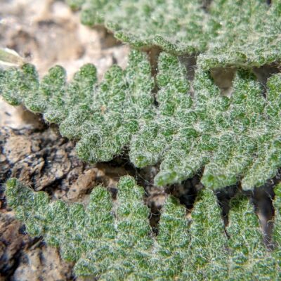 Myriopteris sp – Catalina State Park – Canyon Loop (5) (Myriopteris sp)