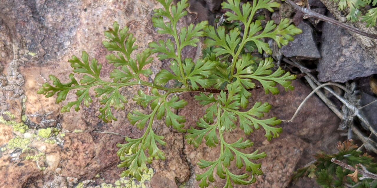 Myriopteris pringlei