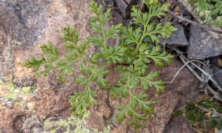 Myriopteris pringlei