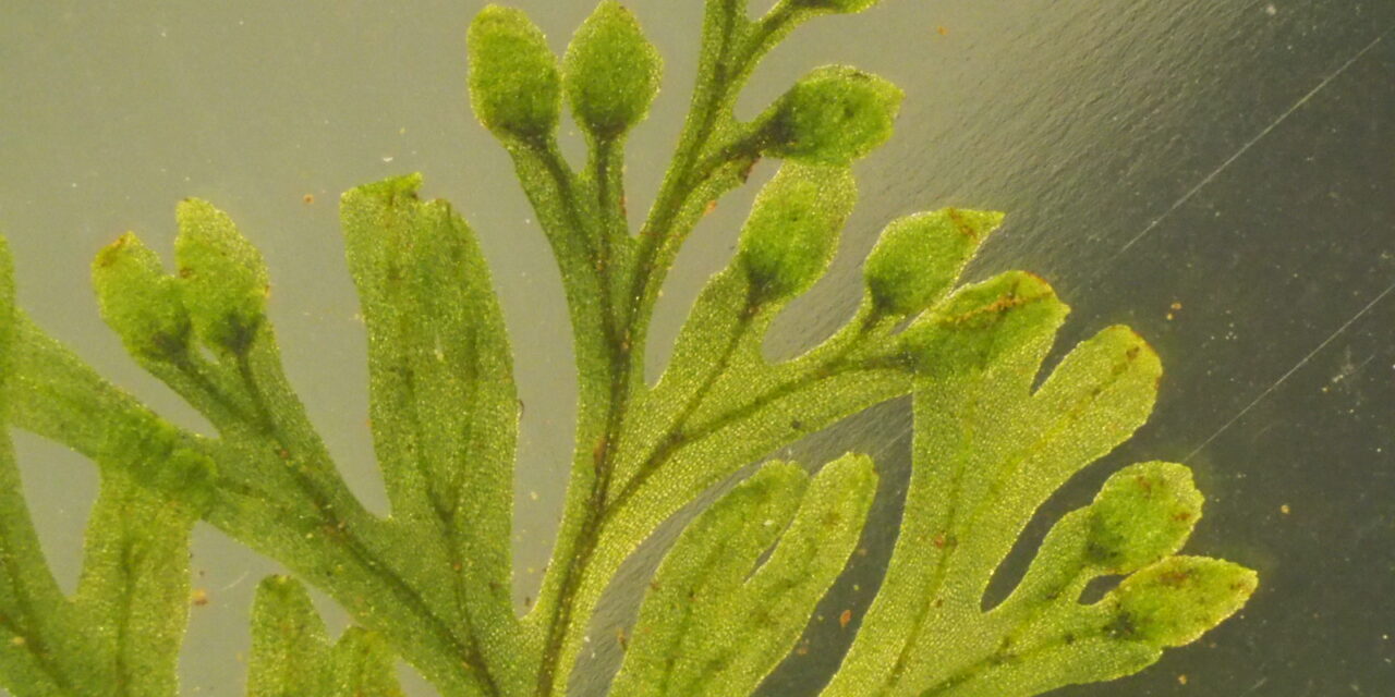Hymenophyllum polyanthos (fujisanense type)