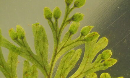 Hymenophyllum polyanthos (fujisanense type)