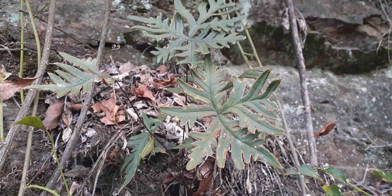 Doryopteris lorentzii