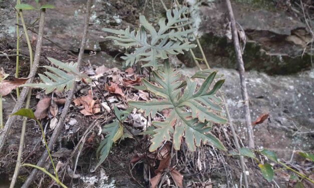 Doryopteris lorentzii