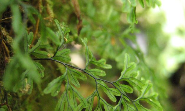 Hymenophyllum lineare
