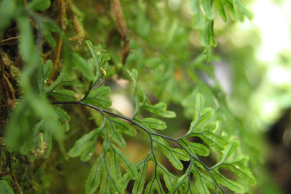 Hymenophyllum lineare