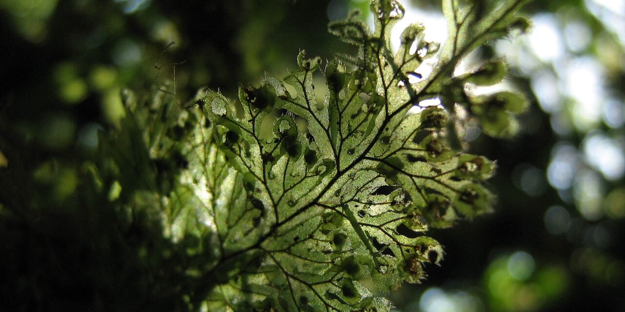 Hymenophyllum consanguineum