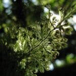 Hymenophyllum consanguineum