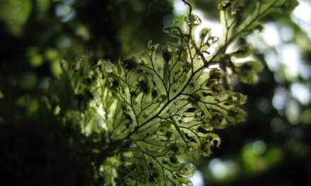 Hymenophyllum consanguineum