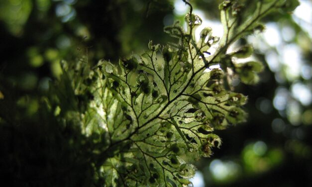 Hymenophyllum consanguineum