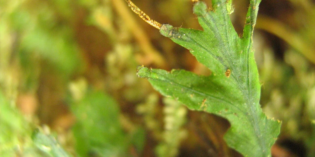 Didymoglossum angustifrons