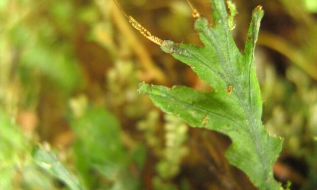 Didymoglossum angustifrons