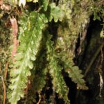 Trichomanes polypodioides