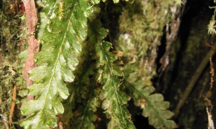 Trichomanes polypodioides