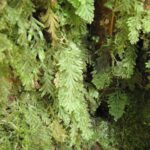 Hymenophyllum fragile