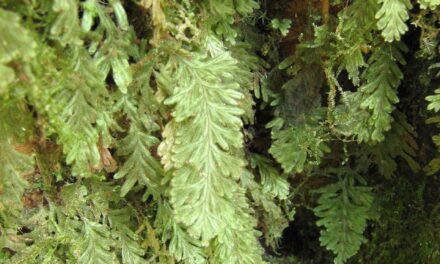 Hymenophyllum fragile